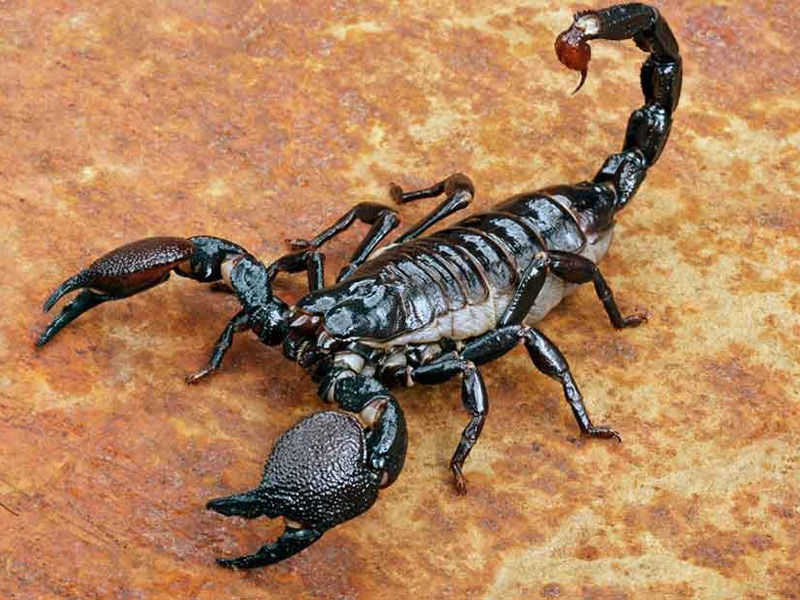 Venom Scorpion