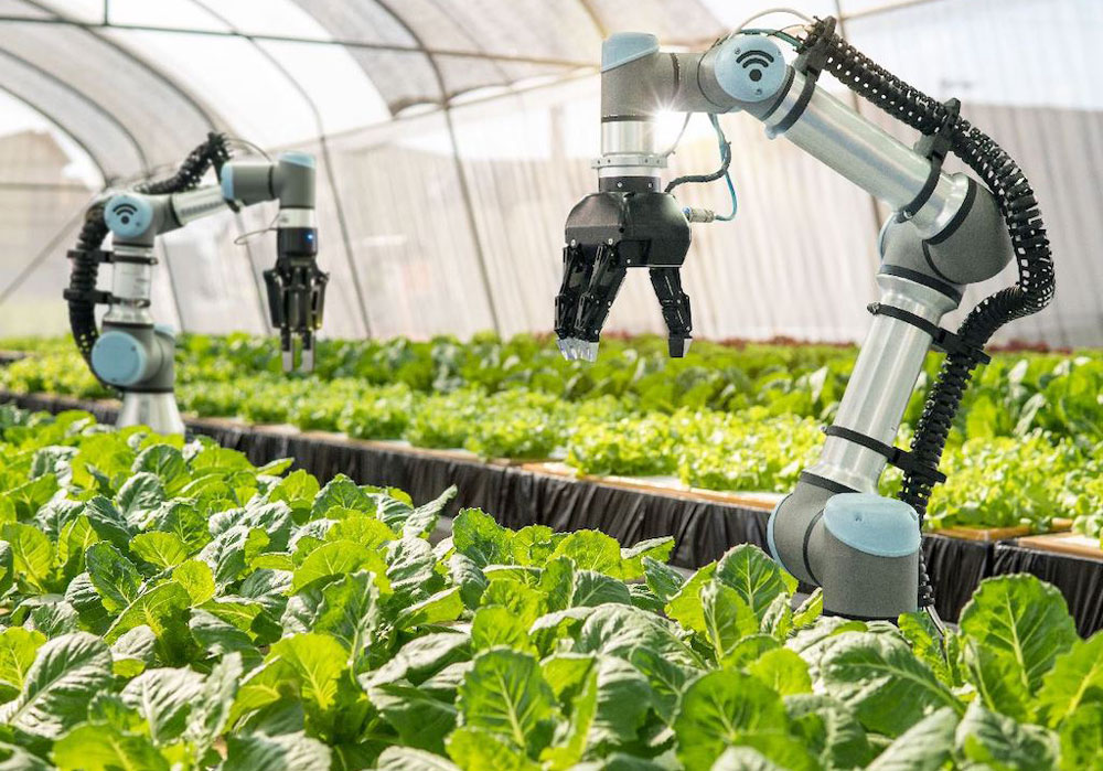 Greenhouse Cultivation